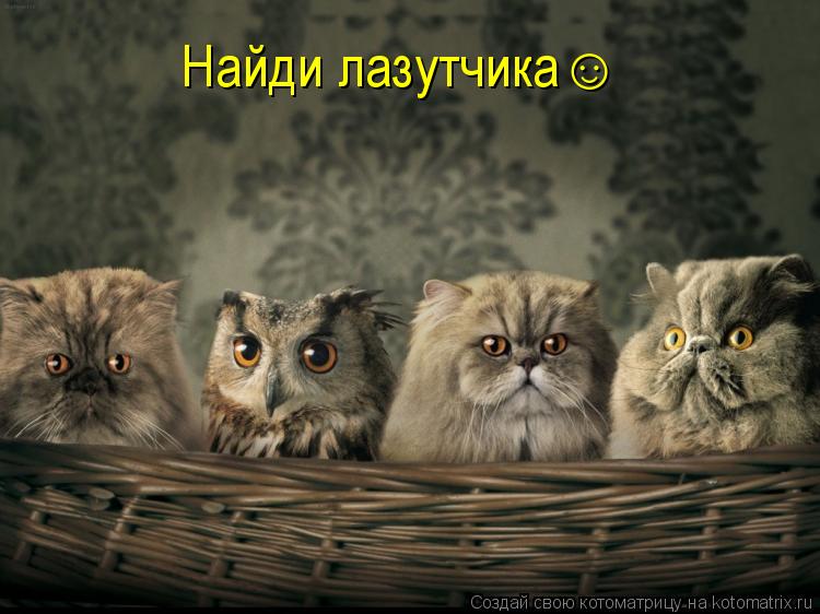 Котоматрица: Найди лазутчика&#9786;