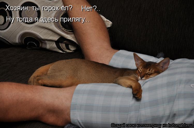 Котоматрица: Хозяин, ты горох ел?  Нет?.. Ну тогда я здесь прилягу...