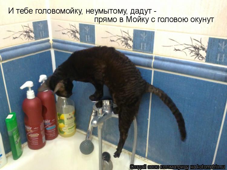 Котоматрица: И тебе головомойку, неумытому, дадут - прямо в Мойку с головою окунут