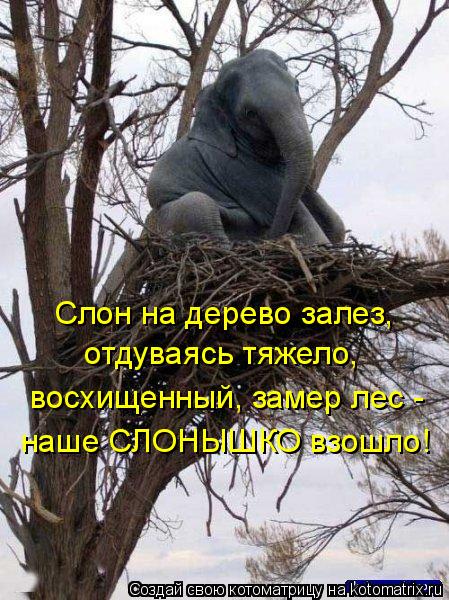 Слон на дерево залез, отдуваясь тяжело, восхищенный, замер лес - наше СЛОНЫШКО взошло!... Котоматрица: Слон на дерево залез, отдуваясь тяжело, восхищенный, замер лес - наше СЛОНЫШКО взошло!