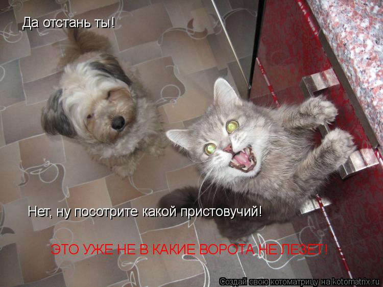 Котоматрица: Да отстань ты! Нет, ну посотрите какой пристовучий! ЭТО УЖЕ НЕ В КАКИЕ ВОРОТА НЕ ЛЕЗЕТ!