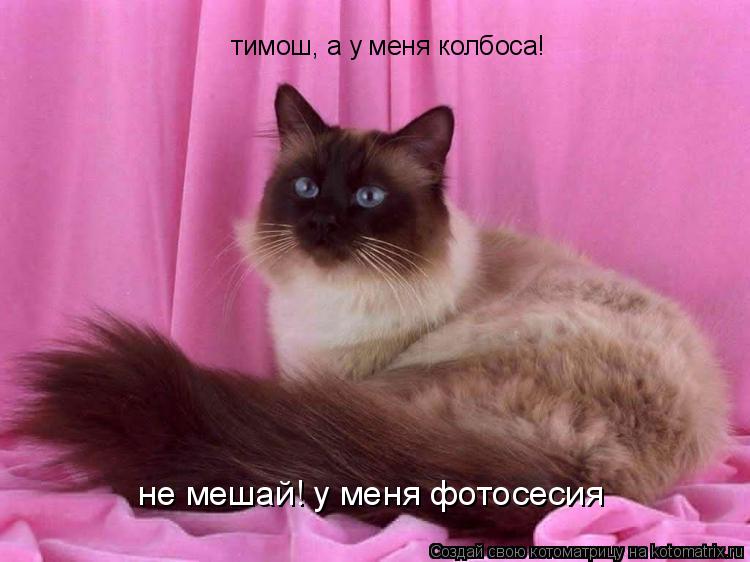 Котоматрица: тимош, а у меня колбоса! не мешай! у меня фотосесия
