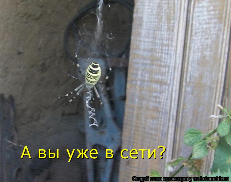 Котоматрица: А вы уже в сети?