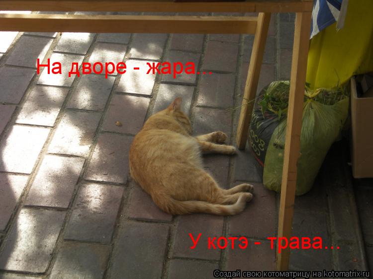 Котоматрица: На дворе - жара... У котэ - трава...