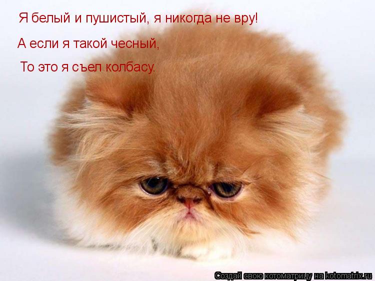 Котоматрица: Я белый и пушистый, я никогда не вру! А если я такой чесный, То это я съел колбасу.