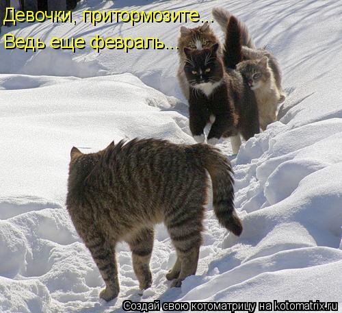 Котоматрица: Девочки, притормозите... Ведь еще февраль...