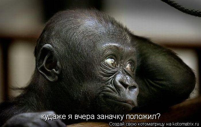Котоматрица: кудаже я вчера заначку положил?