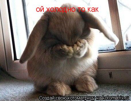 Котоматрица: ой холодно то как