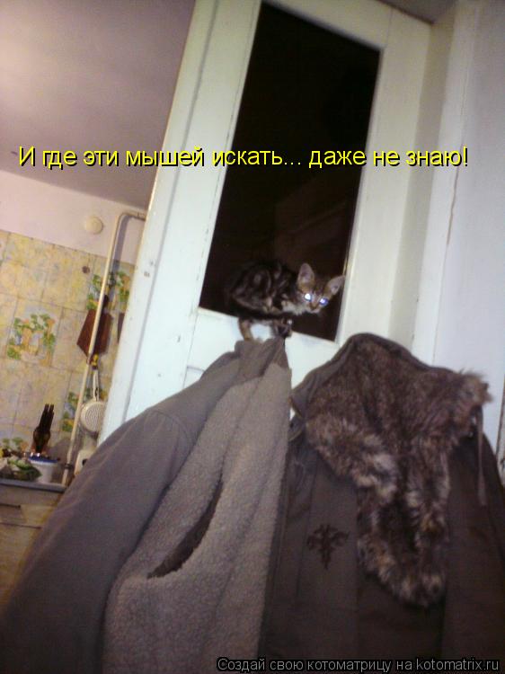 Котоматрица: И где эти мышей искать... даже не знаю!
