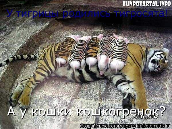 Котоматрица: У тигрицы родились тигросята! А у кошки кошкогренок?