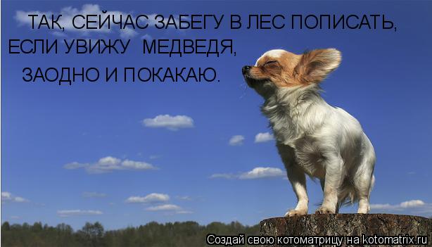Котоматрица: ТАК, СЕЙЧАС ЗАБЕГУ В ЛЕС ПОПИСАТЬ,  ЕСЛИ УВИЖУ  МЕДВЕДЯ, ЗАОДНО И ПОКАКАЮ.