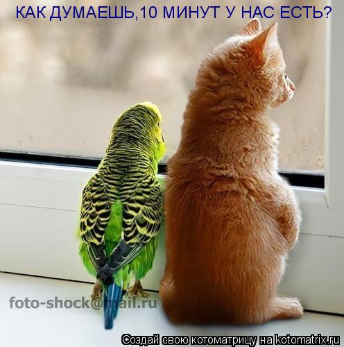 Котоматрица: КАК ДУМАЕШЬ,10 МИНУТ У НАС ЕСТЬ?