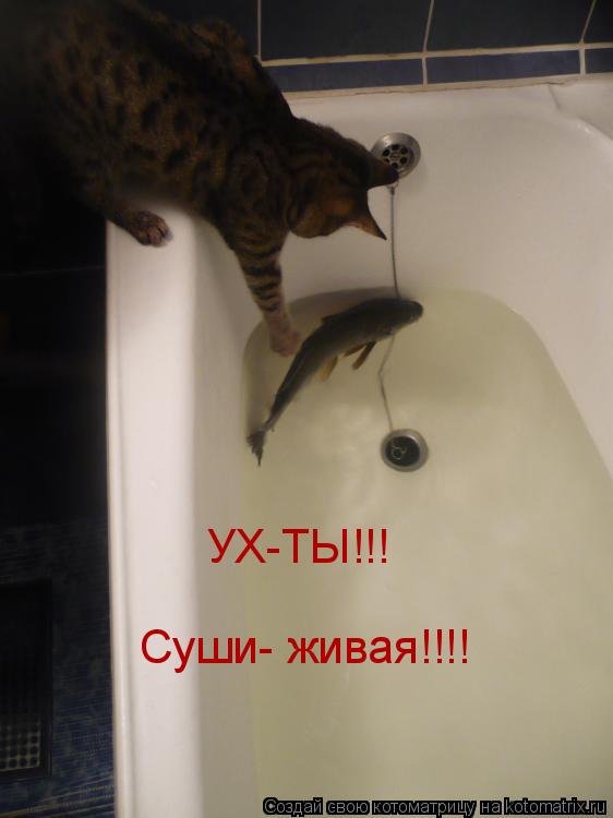 Котоматрица: УХ-ТЫ!!! Суши- живая!!!!