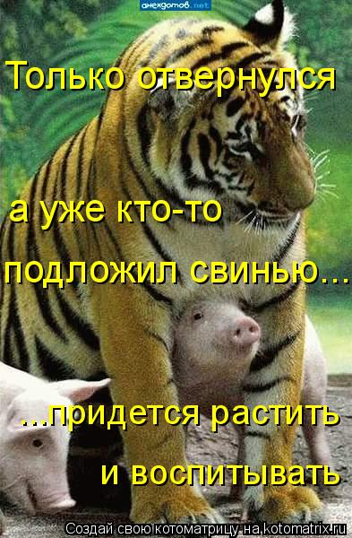 Котоматрица: Только отвернулся  а уже кто-то  подложил свинью.... ...придется растить и воспитывать