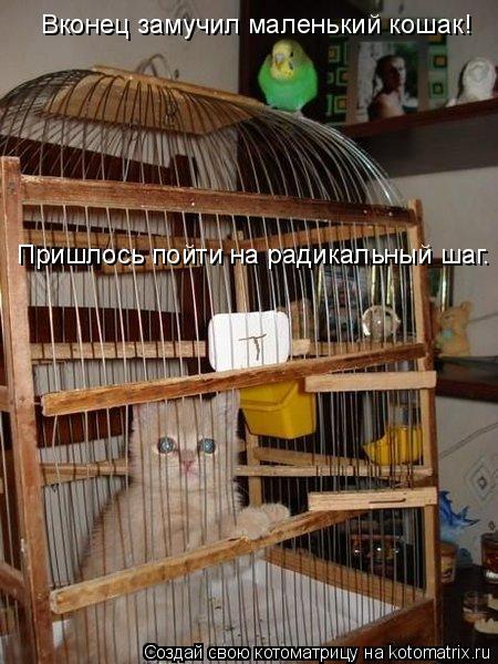 Вконец замучил маленький кошак! Пришлось пойти на радикальный шаг.... Котоматрица: Вконец замучил маленький кошак! Пришлось пойти на радикальный шаг.
