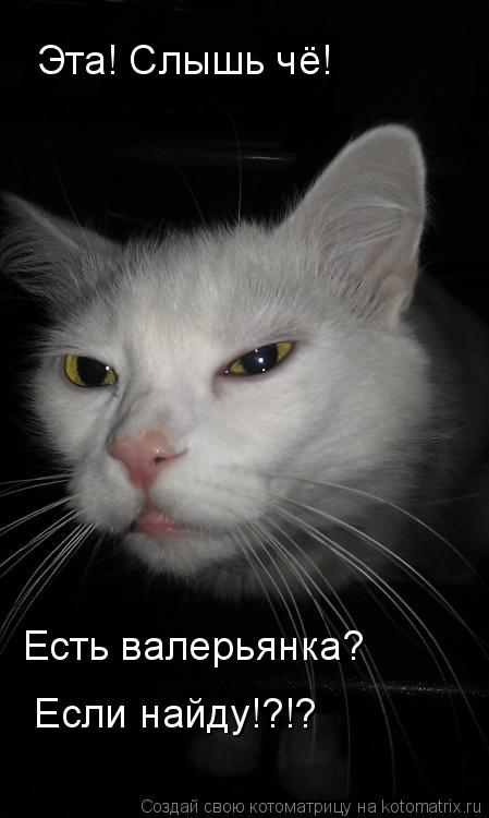 Котоматрица: Эта! Слышь чё! Есть валерьянка?  Если найду!?!?