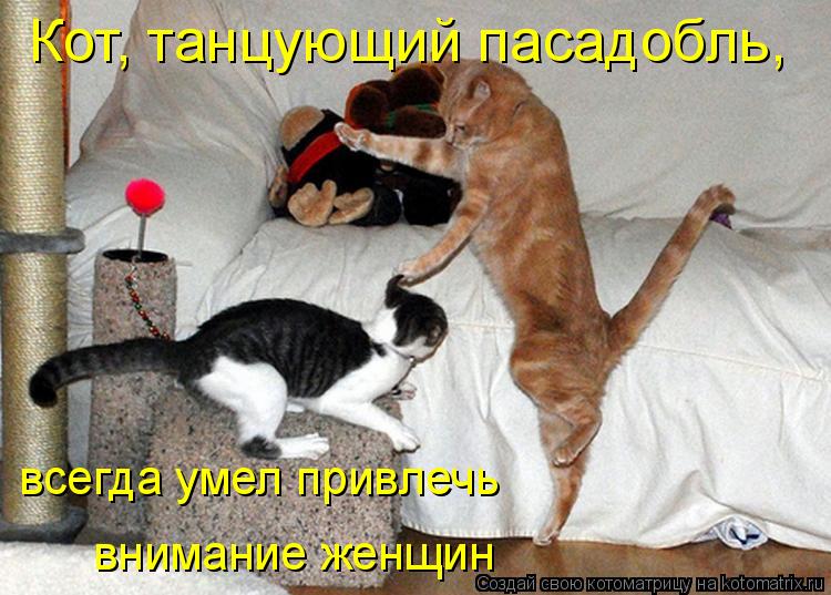Котоматрица: Кот, танцующий пасадобль, всегда умел привлечь  внимание женщин