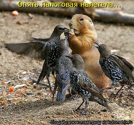 Котоматрица: Опять налоговая налетела...