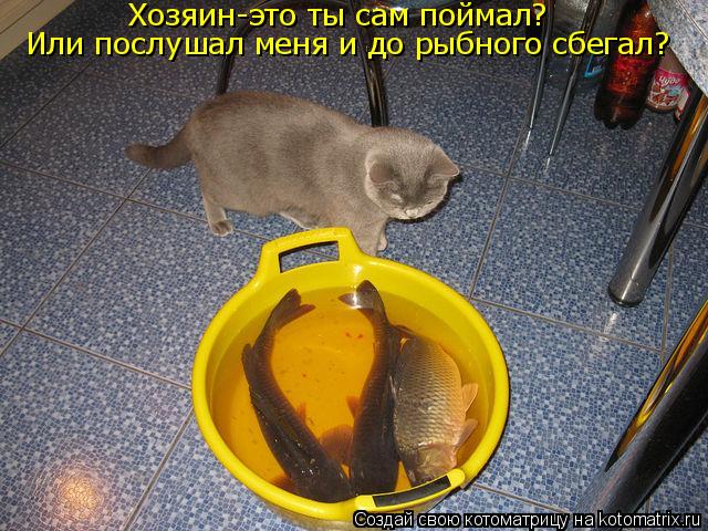 Хозяин-это ты сам поймал? Или послушал меня и до рыбного сбегал?... Котоматрица: Хозяин-это ты сам поймал? Или послушал меня и до рыбного сбегал?