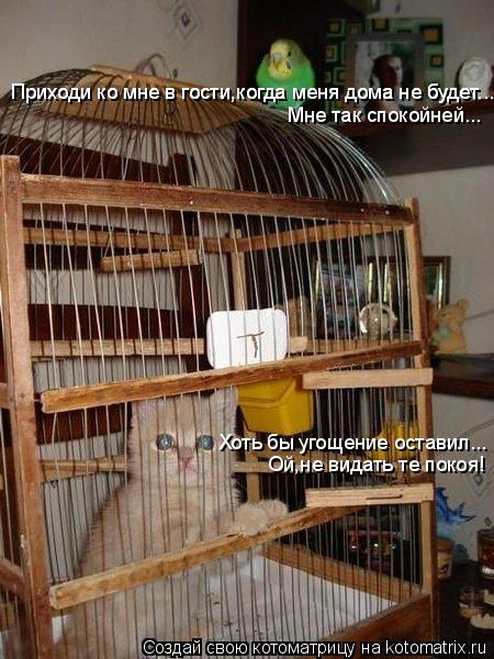 Котоматрица: Приходи ко мне в гости,когда меня дома не будет... Приходи ко мне в гости,когда меня дома не будет... Мне так спокойней... Хоть бы угощение остав