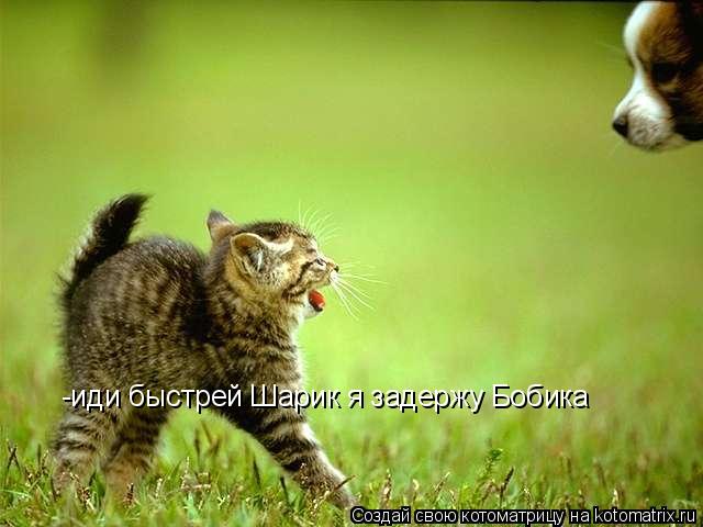 Котоматрица: -иди быстрей Шарик я задержу Бобика