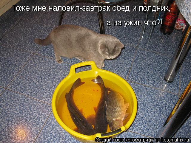 Котоматрица: Тоже мне,наловил-завтрак,обед и полдник, а на ужин что?!