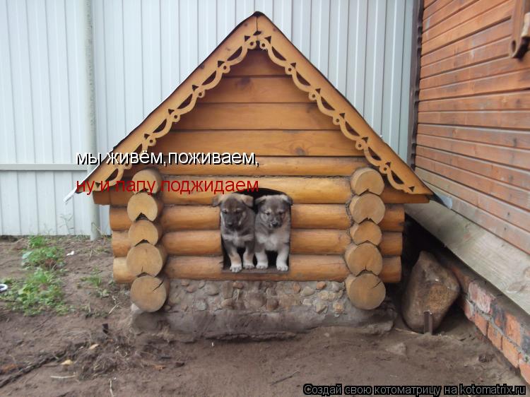 Котоматрица: мы живём,поживаем, мы живём,поживаем,                                                                                               ну и папу поджидае