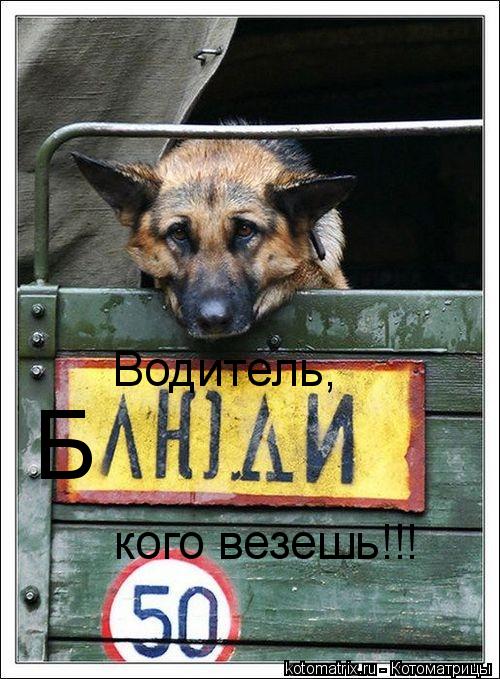 Котоматрица: Водитель, Б кого везешь!!!