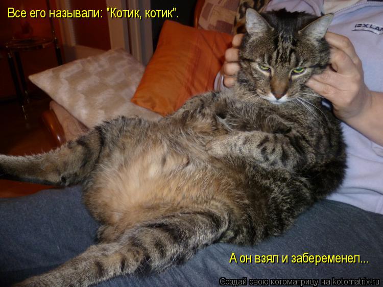 Котоматрица: Все его называли: "Котик, котик".  А он взял и забеременел...