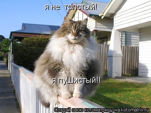 Котоматрица: я не  толстый! я пуШистый!!