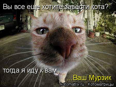 Котоматрица: Вы все еще хотите завести кота? тогда я иду к вам... ...Ваш Мурзик