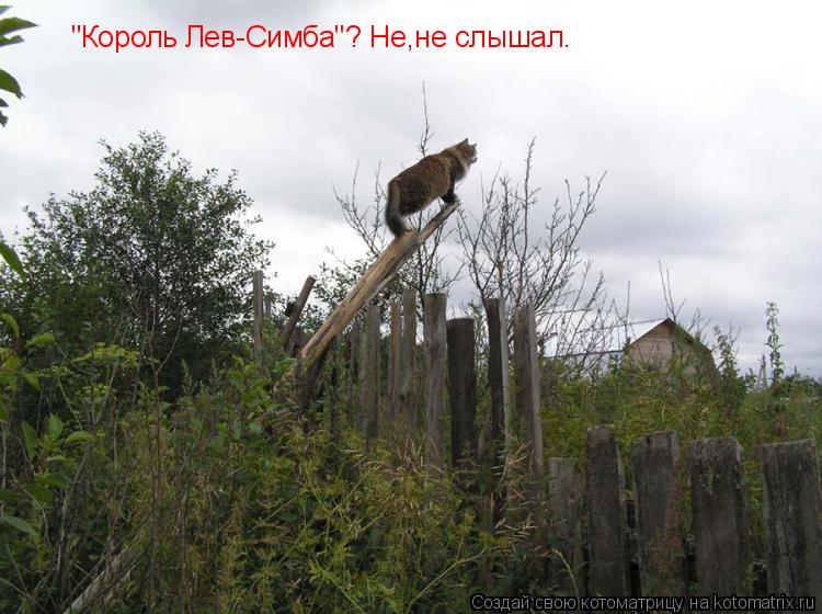Котоматрица: "Король Лев-Симба"? Не,не слышал.