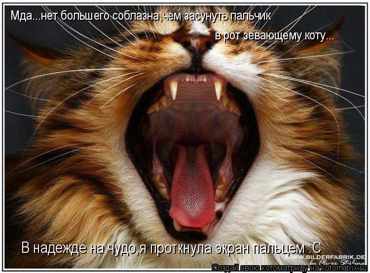 Котоматрица: Мда...нет большего соблазна,чем засунуть пальчик в рот  Мда...нет большего соблазна,чем засунуть пальчик  в рот зевающему коту... В надежде на 