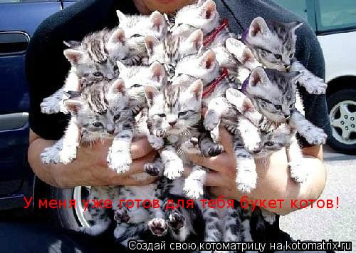 Котоматрица: У меня уже готов для тебя букет котов!