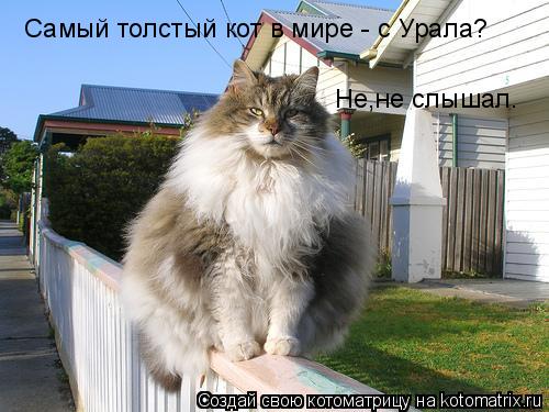 Котоматрица: Самый толстый кот в мире - с Урала? Не,не слышал.