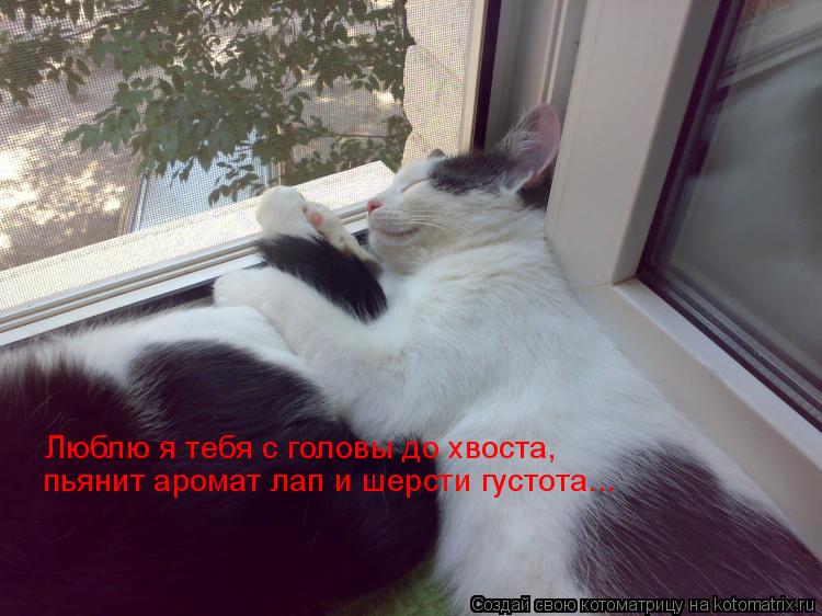 Котоматрица: Люблю я тебя с головы до хвоста, пьянит аромат лап и шерсти густота...