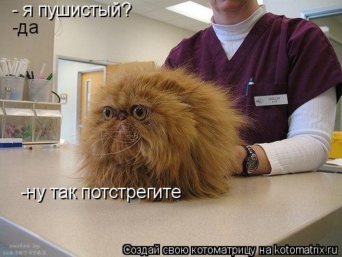 Котоматрица: - я пушистый? -да -ну так потстрегите