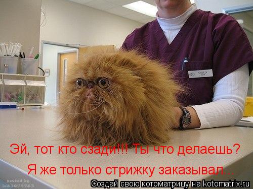 Котоматрица: Эй, тот кто сзади!!! Ты что делаешь? Я же только стрижку заказывал...