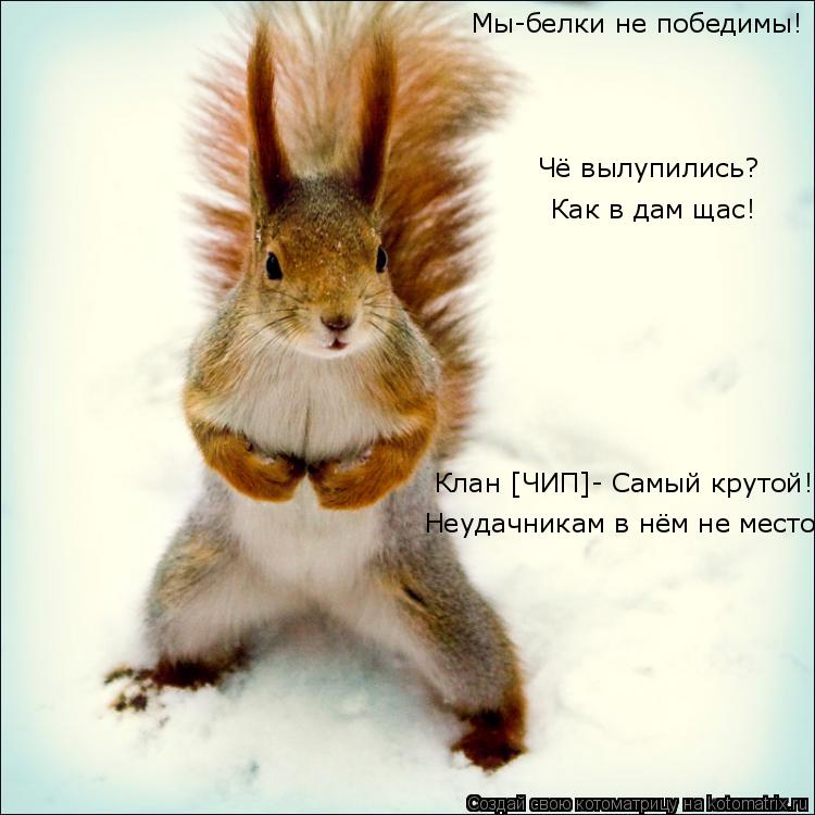 Котоматрица: Мы-белки не победимы! Чё вылупились? Как в дам щас! Клан [ЧИП]- Самый крутой! Неудачникам в нём не место!