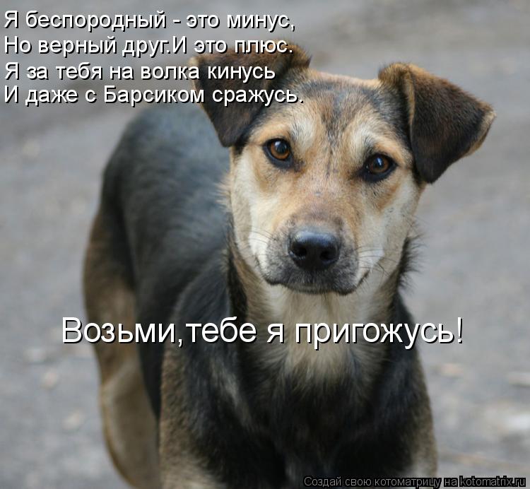 Я беспородный - это минус, Но верный друг.И это плюс. Я за тебя на волка кинусь И даже с Барсиком сра... Котоматрица: Я беспородный - это минус, Но верный друг.И это плюс. Я за тебя на волка кинусь И даже с Барсиком сражусь. Возьми,тебе я пригожусь!