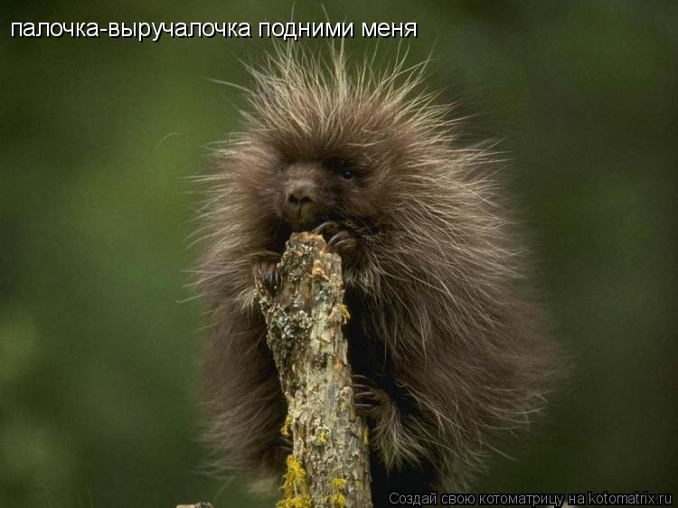Котоматрица: палочка-выручалочка подними меня