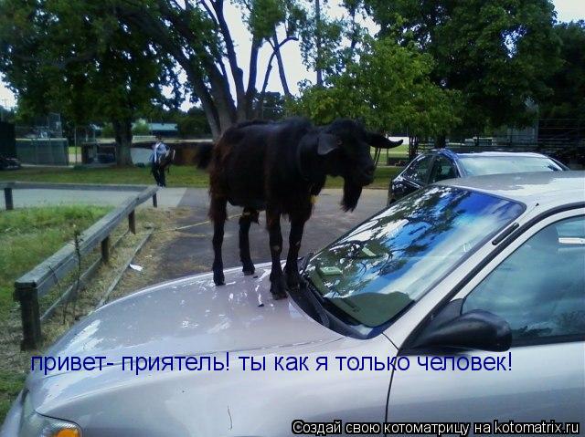 Котоматрица: привет- приятель! ты как я только человек!