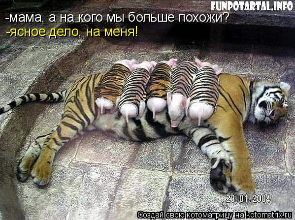 Котоматрица: -мама, а на кого мы больше похожи? -ясное дело, на меня!
