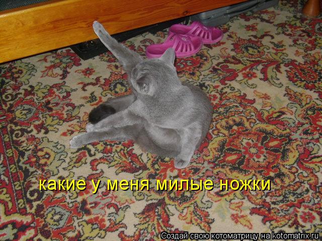 Котоматрица: какие у меня милые ножки