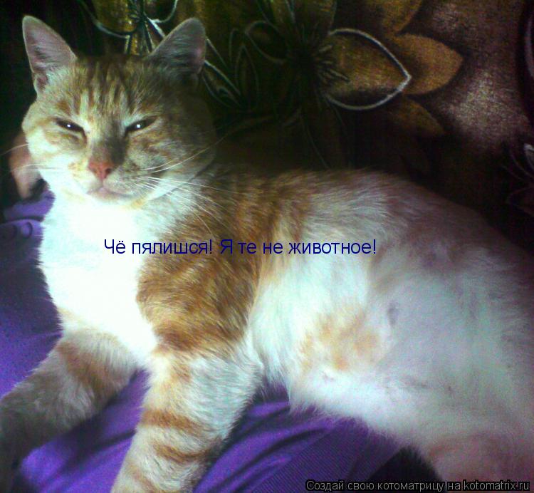 Чё пялишся! Я те не животное!... Котоматрица: Чё пялишся! Я те не животное!