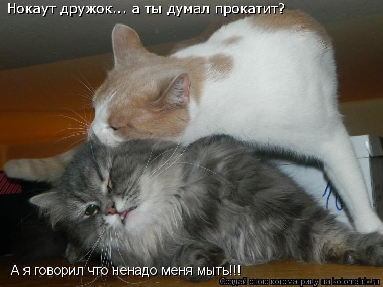 Нокаут дружок... Нокаут дружок... а ты думал прокатит? А я говорил что ненадо меня мыть!!!... Котоматрица: Нокаут дружок... Нокаут дружок... а ты думал прокатит? А я говорил что ненадо меня мыть!!!