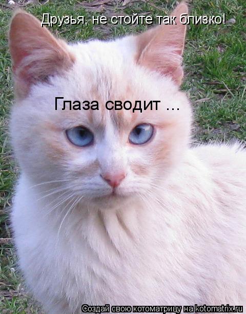 Друзья, не стойте так близко! Глаза сводит ...... Котоматрица: Друзья, не стойте так близко! Глаза сводит ...