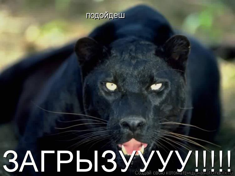 подойдеш ЗАГРЫЗУУУУ!!!!!... Котоматрица: подойдеш ЗАГРЫЗУУУУ!!!!!