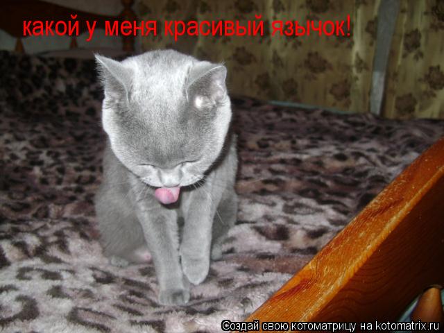 какой у меня красивый язычок!... Котоматрица: какой у меня красивый язычок!