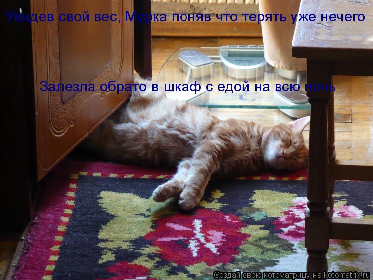 Котоматрица: Увидев свой вес, Мурка поняв что терять уже нечего Залезла обрато в шкаф с едой на всю ночь